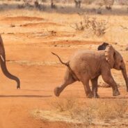 Senior Elephant Fully Reclaims Freedom After Being Heavily Chained for Five Decades