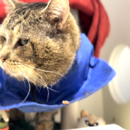 Shelter Cat Chonk the “Chunk” Wins for Cutest Purr Ever in Video!