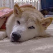 Shiba Inu of the Well-Known “Doge” Meme Diagnosed with Two Scary Illnesses