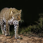 Single Honey Badger Easily Fights Off 3 Big Cats In Viral Video