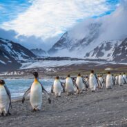 Some Show Love for Their Mates with ‘Ecstatic Displays’, and Other Fun Facts About Penguins