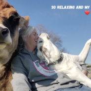 St. Bernard and Cow Develop Adorable Friendship at Virginia Sanctuary