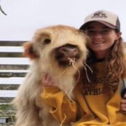 Stop, Bullies! Loving and Protective Mom Gives Joy to the Life of a Calf with Dwarfism