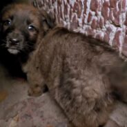 Stray Puppies Become Biggest Love Bugs After Being Rescued