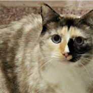 Sweet Siamese and Snowshoe Mix Wants to Move in With You Now!