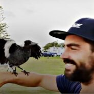 The Story of Swoop and Mowgli: How a Magpie and a Cat Became Fast Friends