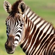 Their Ears Have a Language of Their Own, and Other Facts About Zebras