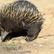 Tiny, Spiny Mammal Finds Interesting Ways to Stay Cool in the Heat