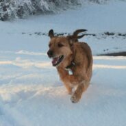 Top 5 Activities To Try With Your Dog This Winter