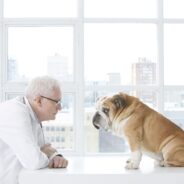 Top 5 Popular Prescription Medications to Treat Anxiety in Dogs