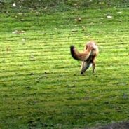 Two-Legged Fox Blowing People’s Minds for its Balance and Agility