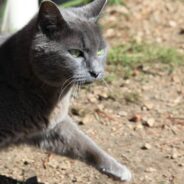 Unsociable Cat Has Hard Time Finding a New Home After His Human Dies