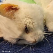 Vet Opens Sick Cat’s Stomach And Makes “Unbelievable” Discovery