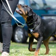 Vet Says a Large Part of Behavioral Issues in Dogs is Due to their Owners