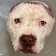 Vet Tech Crochets “Ears” For Sweet Rescue Pit Bull Who Lost His