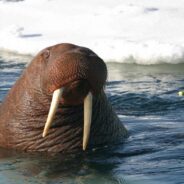 “Walrus from Space” Detectives Needed for British Antarctic Survey