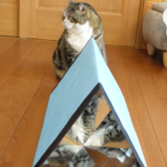 Watch Scottish Fold Kitties Peek Through A Kaleidoscope