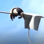 Watch the Nail-Biting Rescue Operation of an Anteater Who Napped on a Power Line