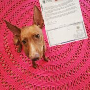 What Are Dog Registration Papers?