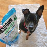 What Should You Know About Glucosamine for Dogs