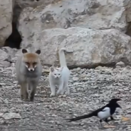 Wild Fox Befriends Cat In Adorable Viral Video