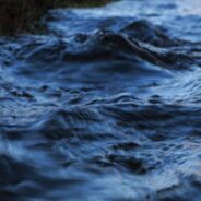 Woman Dives Into “Turbulent” River To Save Dog From Drowning