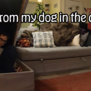 Woman Plays The Most Adorable Game Of Hide And Seek With Her Dog