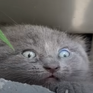 Woman Rescues Feisty Kitten Hiding Under A Trash Can