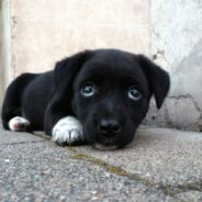 Woman Uses Pop-Tart to Lure Stray Dog to Safety