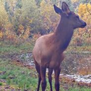 Young Elk Shows Off Fancy Footwork, Does Sidestep on Trail Cam