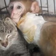 Young Monkey Found the Friendship She Was Looking For in Munnu the Dog