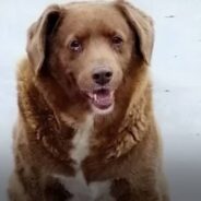 30-Year-Old Dog From Portugal Named World’s Oldest Dog