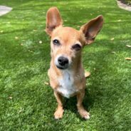 7 Popular Chihuahua Mixes