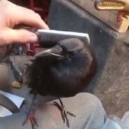 A Crow Takes Delight in Receiving Good Feather Brushes From a Human