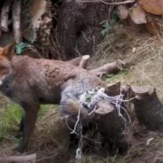 A Poor Fox Got Stuck in a Net in a Backyard Until a Rescue Group Arrived