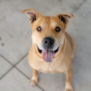 Adoptable Chinese Shar Pei, Nala, is Always Happy to See Her People