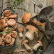 Are Mushrooms Safe for Dogs and Cats?