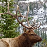 Are Yew Plants Killing Elk in Utah?