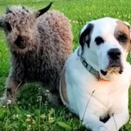 Baby Goat Adorably Tries to Stand Up with Her Supportive Dog Best Friend