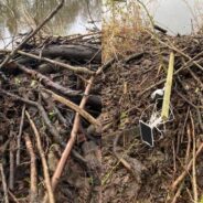 Beavers Swipe Wildlife Webcam and Add it to Their Lodge