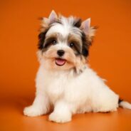 Biewer Terrier: One of America’s Newest Toy Breeds