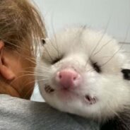 Blind Rescue Opossum Gains a Warm Home and a Caring Human Mom