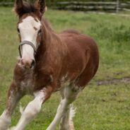 Budweiser Clydesdale Ranch Hosts First Super Bowl Watch Party Featuring Baby Clydesdales