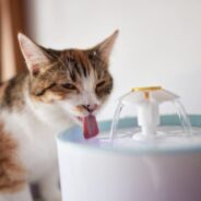 Buying a Water Fountain for Your Cat?