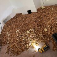 California Woodpecker Stashes 700 Pounds of Acorns in Rental Home, Exterminator Finds Motherlode