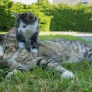 Cat ‘Adopts’ Feisty Stray Kitten and Helps Tame Her