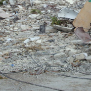 Cat Refuses To Leave Rescuers Who Saved Her From Earthquake In Turkey