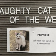 Cat Shelter Goes Viral For Its “Nice Or Naughty” Feline Of The Week Series