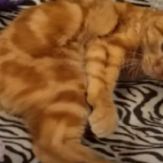 Cat With Cerebellar Hypoplasia Shows Joy With Adorable Foot Kicks