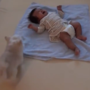 Chihuahua Tries To Make A Baby Happy In The Most Adorable Way